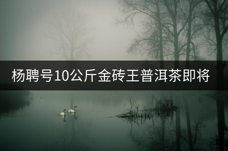 楊聘號(hào)10公斤金磚王普洱茶即將面世