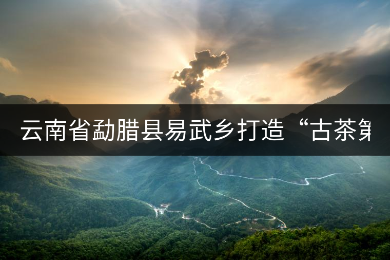 云南省勐臘縣易武鄉(xiāng)打造“古茶第一鎮(zhèn)”
