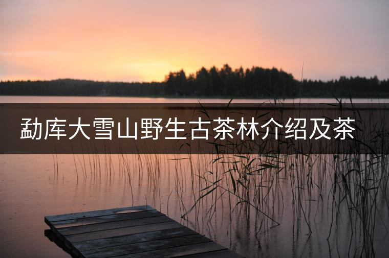 勐庫大雪山野生古茶林介紹及茶品特點(diǎn)