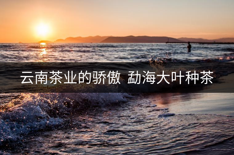 云南茶業(yè)的驕傲  勐海大葉種茶