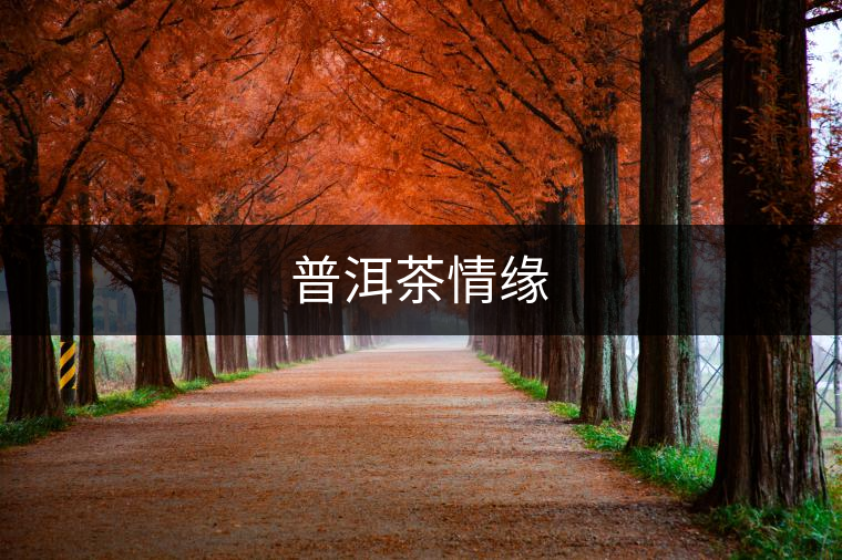 普洱茶情緣 普洱茶情緣