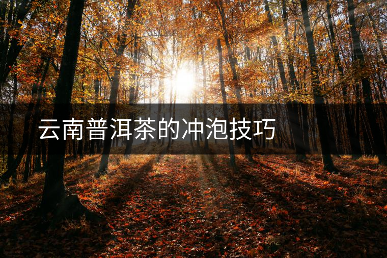 云南普洱茶的沖泡技巧　　　　