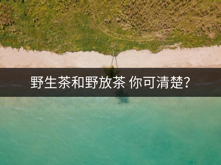 野生茶和野放茶 你可清楚？