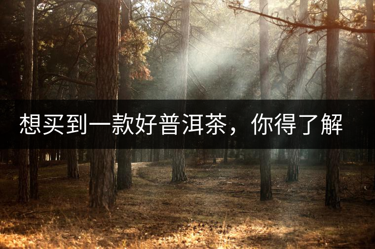 想買到一款好普洱茶，你得了解這些……
