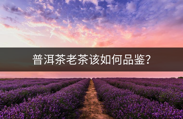 普洱茶老茶該如何品鑒？