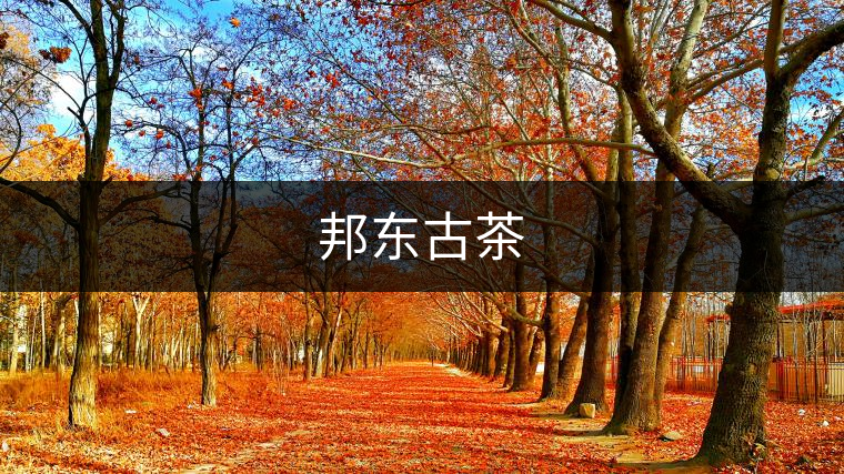 邦東古茶