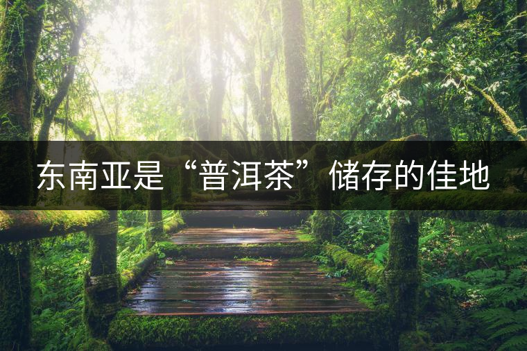 東南亞是“普洱茶”儲存的佳地
