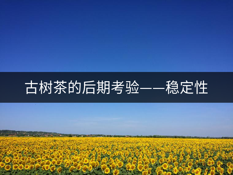 古樹茶的后期考驗——穩(wěn)定性