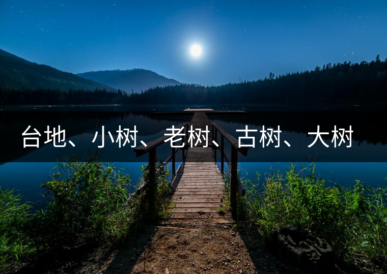臺地、小樹、老樹、古樹、大樹、千年野生大茶樹的生化區(qū)別