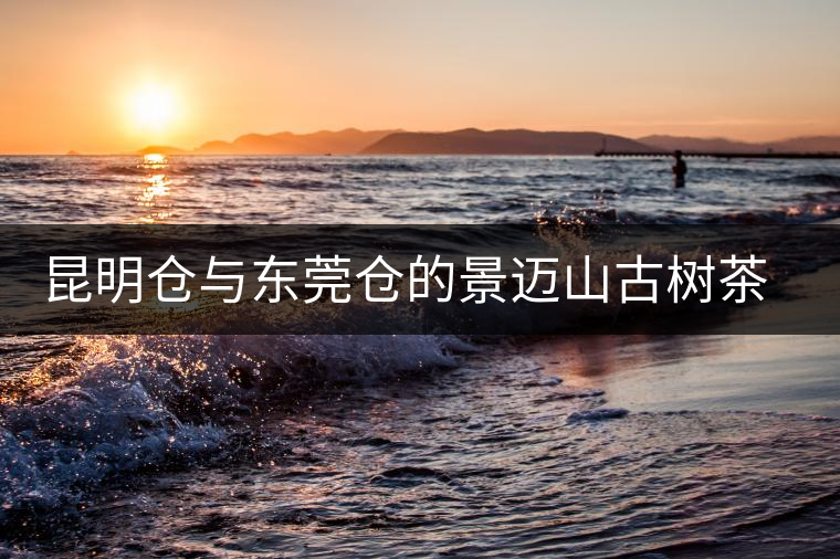 昆明倉與東莞倉的景邁山古樹茶對比沖泡