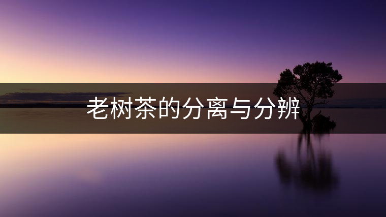 老樹茶的分離與分辨