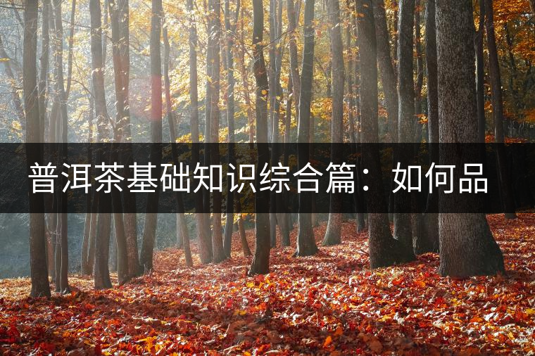 普洱茶基礎知識綜合篇：如何品鑒普洱茶？