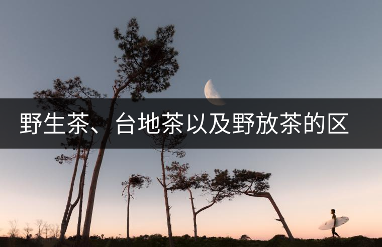 野生茶、臺(tái)地茶以及野放茶的區(qū)別