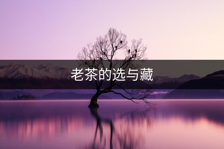 老茶的選與藏