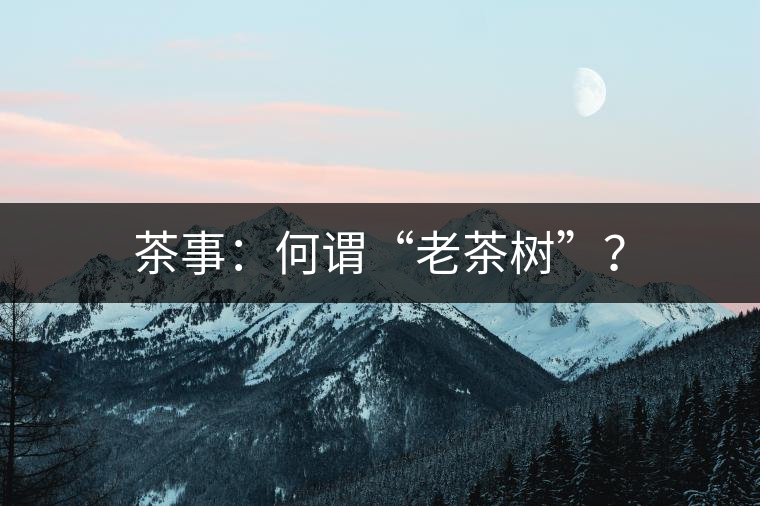 茶事：何謂“老茶樹”？