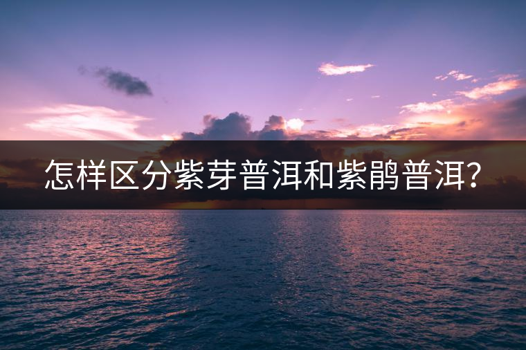 怎樣區(qū)分紫芽普洱和紫鵑普洱？