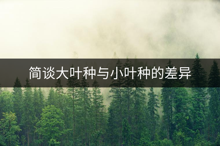 簡談大葉種與小葉種的差異