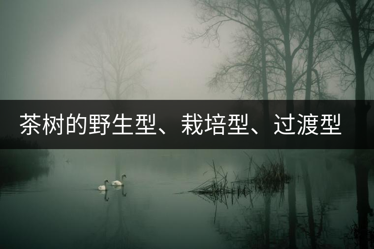 茶樹(shù)的野生型、栽培型、過(guò)渡型是怎么界定的？
