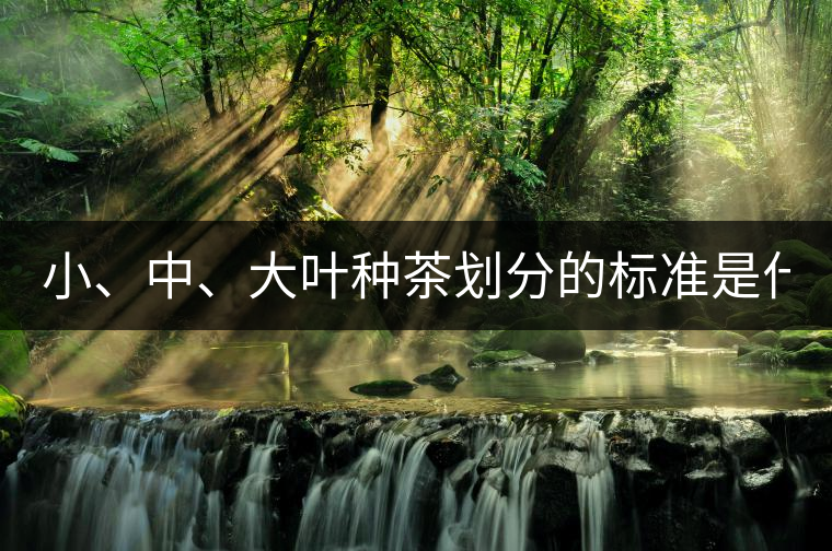 小、中、大葉種茶劃分的標準是什么？