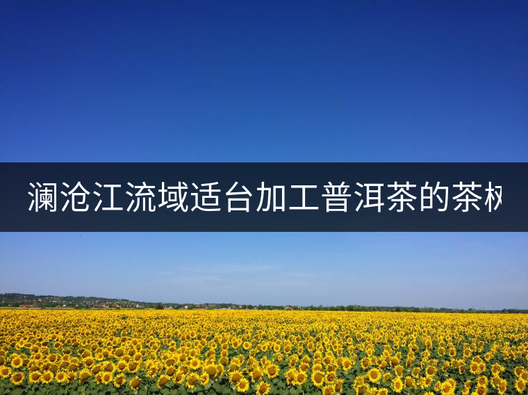 瀾滄江流域適臺加工普洱茶的茶樹品種有哪些?各有什么特點(diǎn)? 瀾滄江流域適臺加工普洱茶的茶樹品種有哪些?各有什么特點(diǎn)?