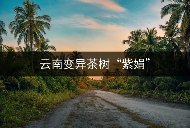 云南變異茶樹“紫娟”