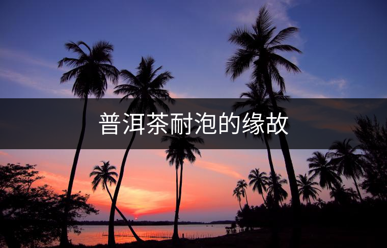 普洱茶耐泡的緣故