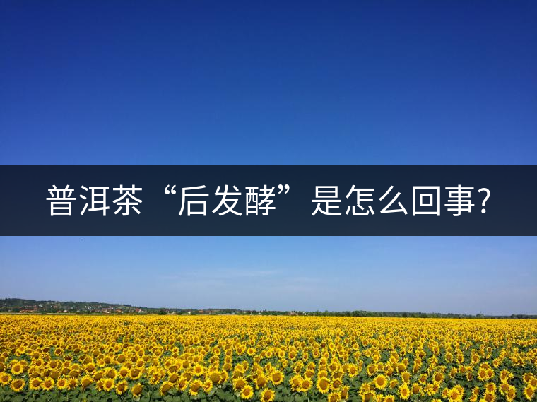 普洱茶“后發(fā)酵”是怎么回事?