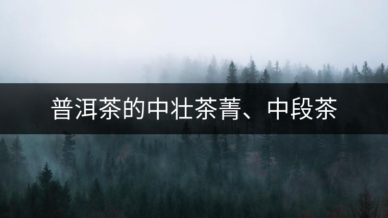 普洱茶的中壯茶菁、中段茶