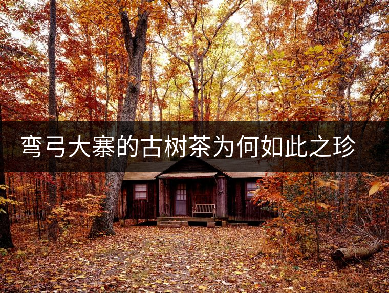 彎弓大寨的古樹(shù)茶為何如此之珍貴？