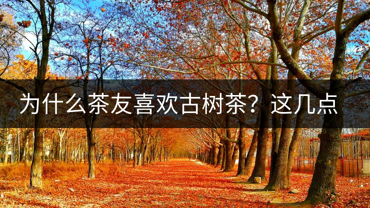 為什么茶友喜歡古樹茶？這幾點告訴你