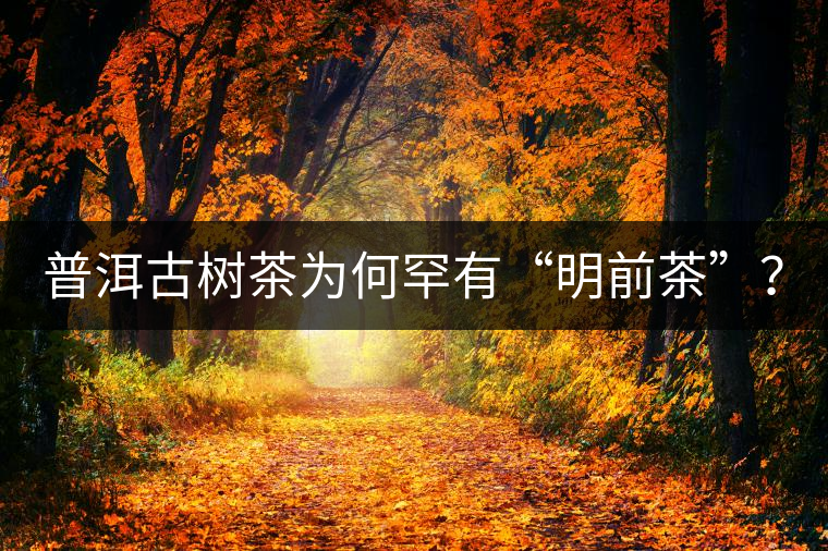 普洱古樹茶為何罕有“明前茶”？