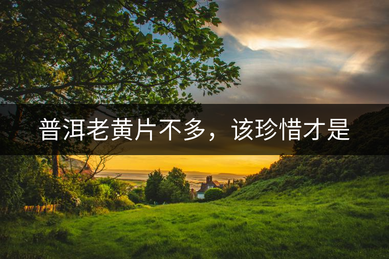 普洱老黃片不多，該珍惜才是