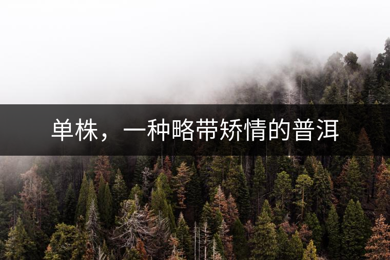 單株，一種略帶矯情的普洱