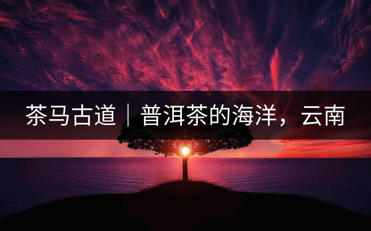 茶馬古道｜普洱茶的海洋，云南