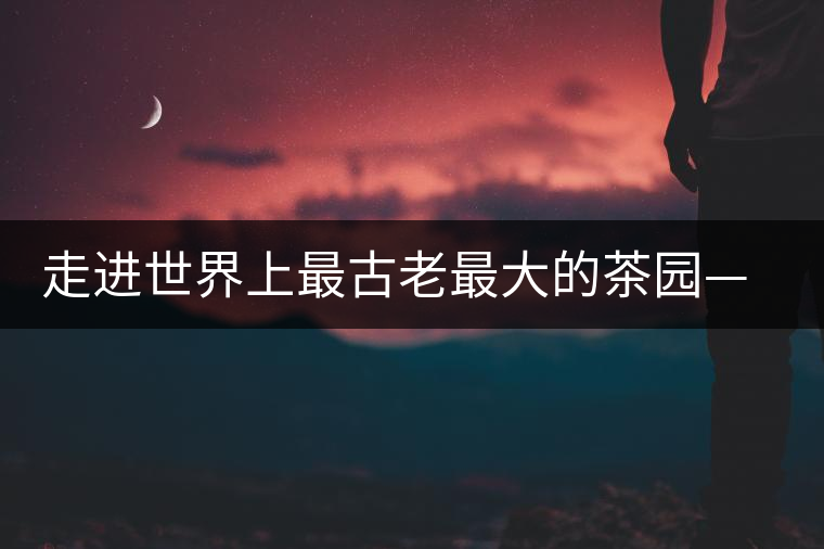 走進(jìn)世界上最古老最大的茶園——景邁芒景 走進(jìn)世界上最古老最大的茶園——景邁芒景