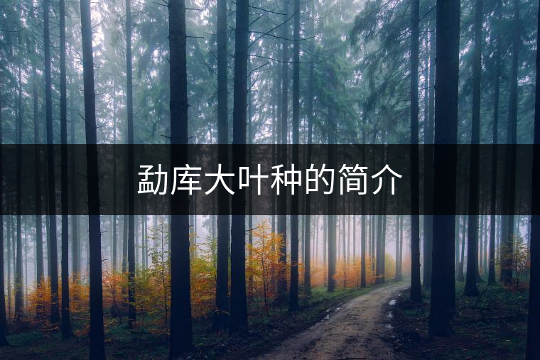 勐庫(kù)大葉種的簡(jiǎn)介