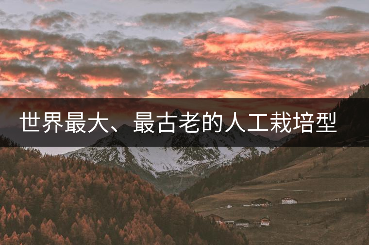 世界最大、最古老的人工栽培型的古茶樹(shù)——香竹箐茶祖