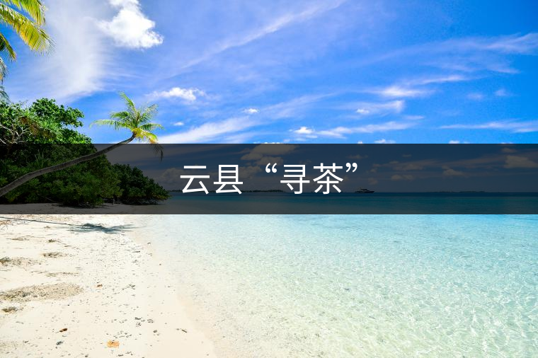 云縣“尋茶”