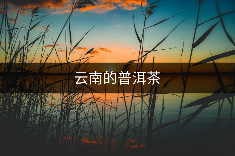 云南的普洱茶
