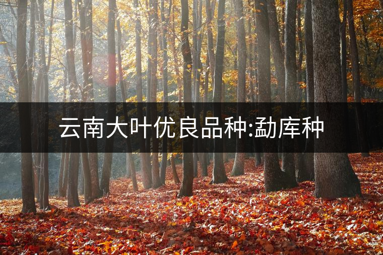 云南大葉優(yōu)良品種:勐庫種 云南大葉優(yōu)良品種:勐庫種