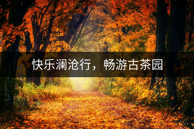 快樂(lè)瀾滄行，暢游古茶園