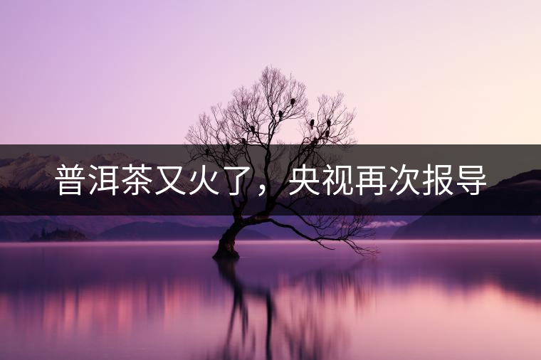 普洱茶又火了，央視再次報(bào)導(dǎo)