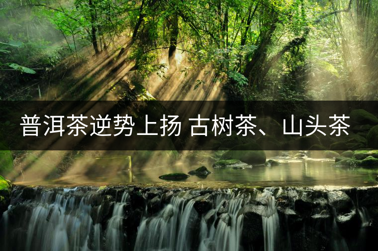 普洱茶逆勢上揚(yáng) 古樹茶、山頭茶遭“熱捧” 普洱茶逆勢上揚(yáng) 古樹茶、山頭茶遭“熱捧”