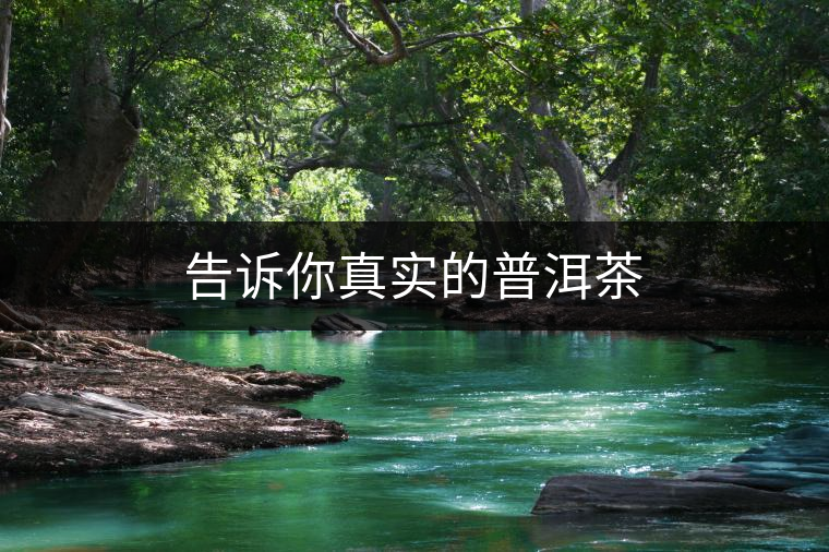 告訴你真實(shí)的普洱茶