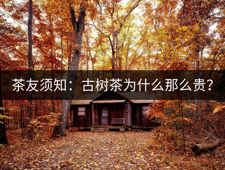 茶友須知：古樹茶為什么那么貴？