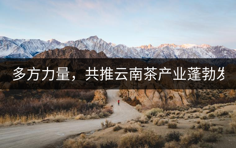 多方力量，共推云南茶產(chǎn)業(yè)蓬勃發(fā)展！