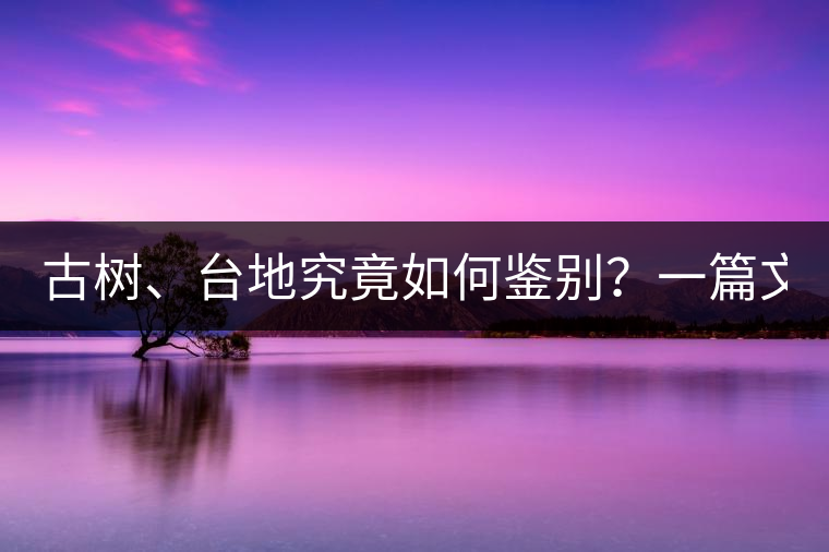 古樹、臺地究竟如何鑒別？一篇文章說透！
