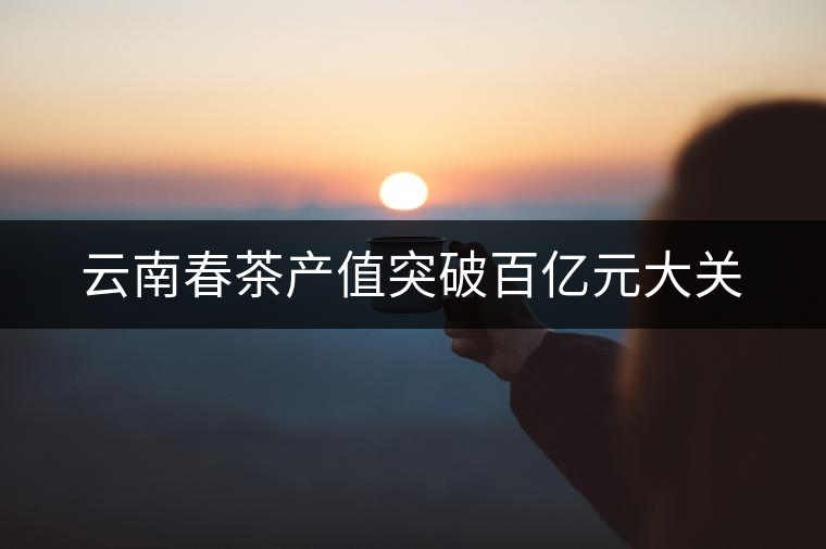 云南春茶產(chǎn)值突破百億元大關