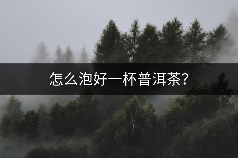 怎么泡好一杯普洱茶？