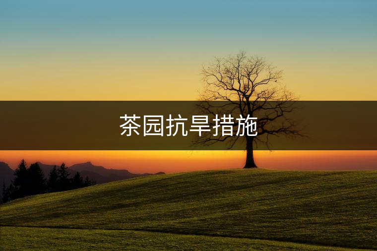 茶園抗旱措施